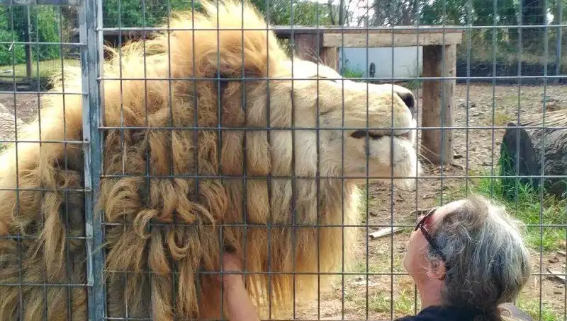 Avustralya'da Sıra Dışı Aslan Saldırısı: Kadının Kolunu Kafesten Kapıp Gitti