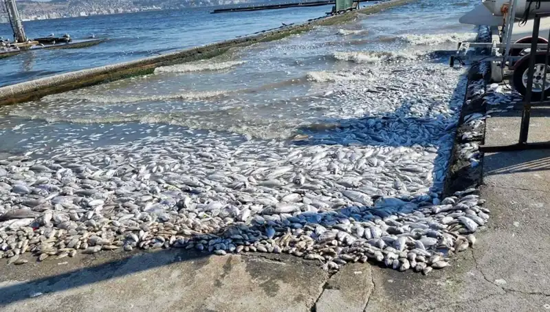 İzmir Körfezi'nde Temizlik Hamlesi: Deniz Suyu Kalitesi Artıyor!