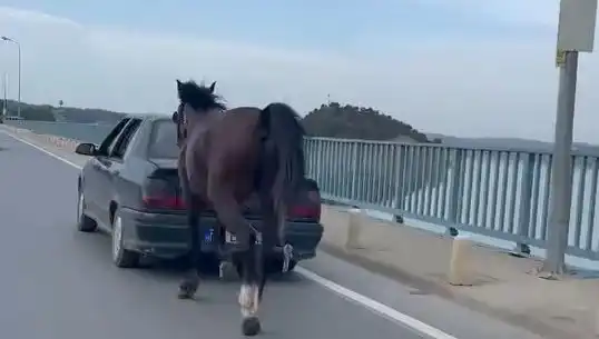 Adana'da Eşeklere Şiddet Uygulayan 3 Kişi Yakalandı