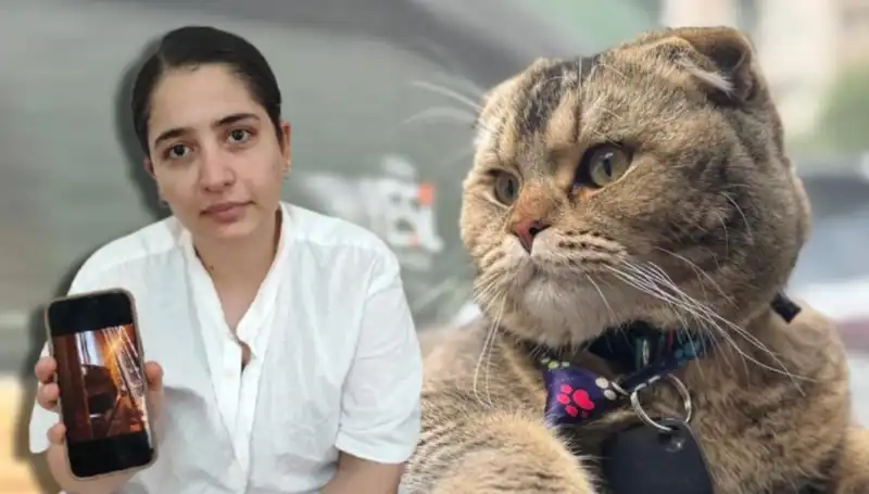 Evlilikte Kedi Krizi: "Eşim Beni Boşayacak" Dediği Sıkıntılar
