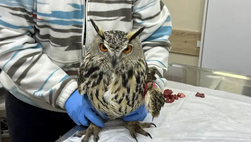 Yaralı Puhu, Veteriner Kliniğinde Hayata Döndürülmeye Çalışılıyor