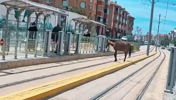 Eskişehir Tramvay Raylarında Başbaşı Boş Başlı At: Şehirdeki Şaşkınlık Anları