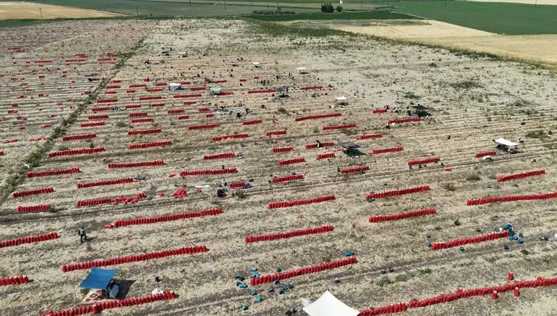 40 Derece Sıcaklıkta Tarlada Zorlu Mesai: Ürün Fiyatları Düşüyor!