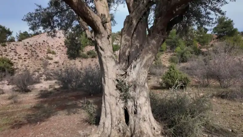 800 Yıllık Zeytin Ağacı, Kültürel Mirasın Koruyucusu Olmayı Sürdürüyor