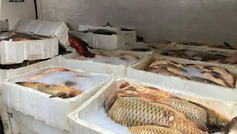 Kaçak Balık Avına Ceza Yağmuru: Binlerce Lira Olan Cezalar Uygulanıyor!