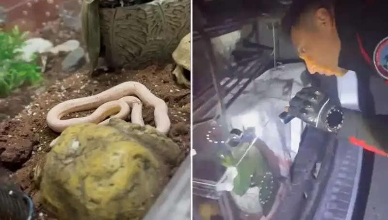 Devriye Ekiplerinin Şaşkınlığı: Aracın Arka Koltuğundan Zehirli Yılanlar Çıktı!