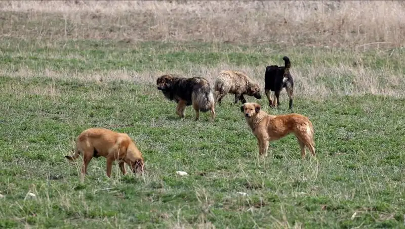 Sahipsiz Köpekler İçin Yeni Yönetmelik: Cezalar Artıyor!
