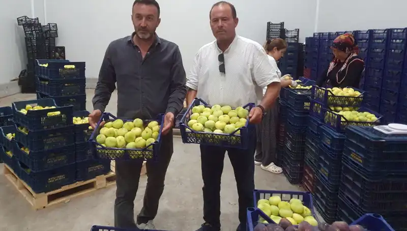 Mersinli Çiftçinin Yüzü Gülen Ürünü Tanesi 20 TL'den İhraç Ediliyor!