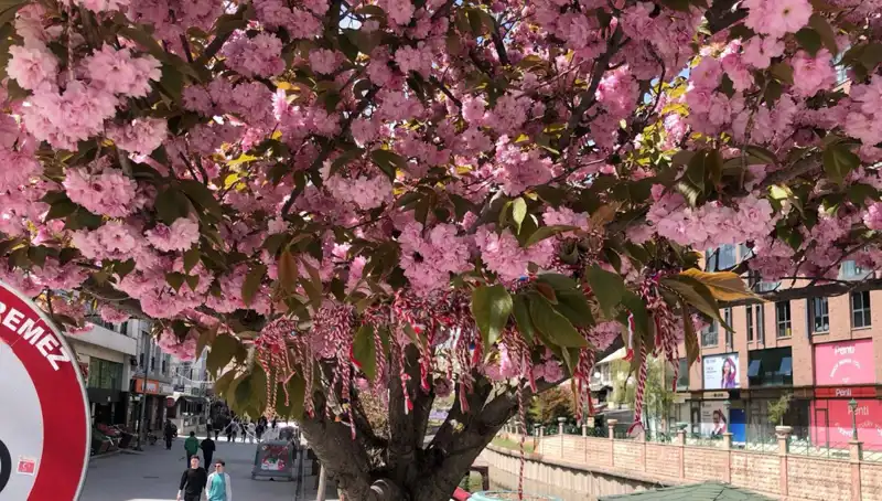 Süs Erik Ağaçlarına Martenitsa Bağlamanın Anlamı ve Gelenekleri