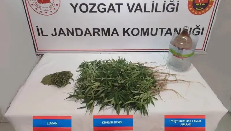 Yozgat'ta Sokakları Tehdit Eden 40 Kök Kenevir Ele Geçirildi!
