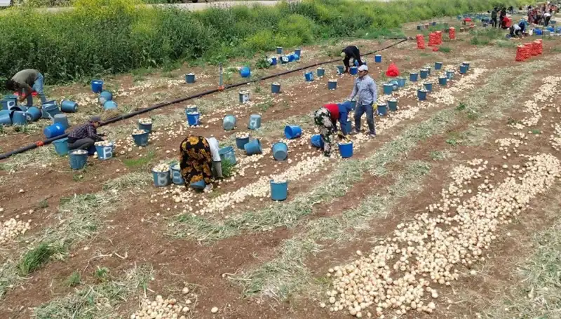 Soğan Hasadı Başladı: Fiyatlarda Düşüş ve Piyasa Etkileri