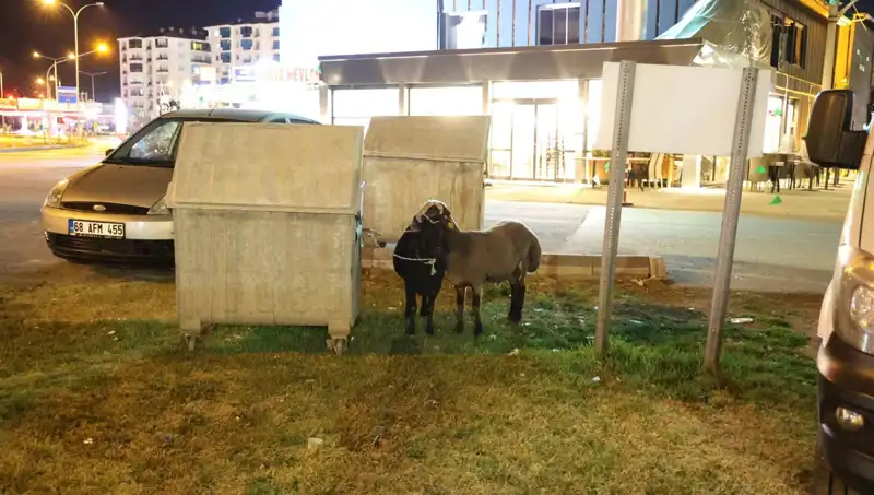 "Mor Karaman" Koyunları, Yolda Bırakılmış Bir Geleceğin Sembolü Oluyor!