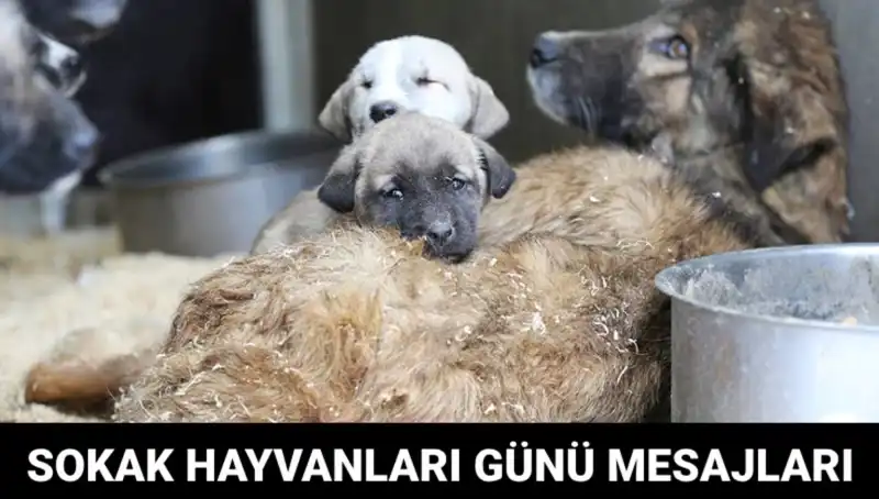Dünya Sokak Hayvanları Günü Nedir? Anlamı ve Etkinlikleri