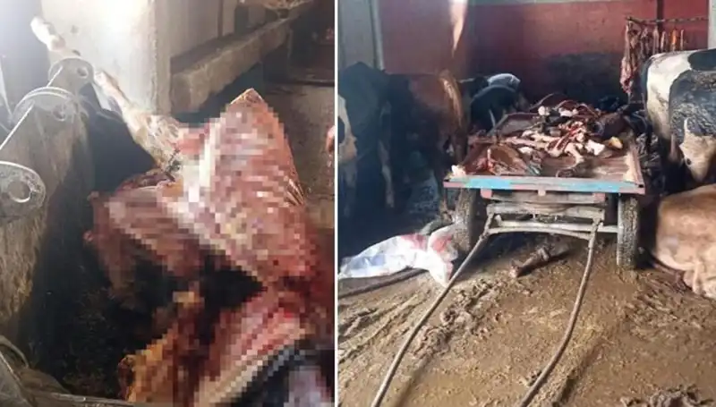 Adana’da 2,5 Ton At Eti Operasyonu: Dört At Kurtarıldı!