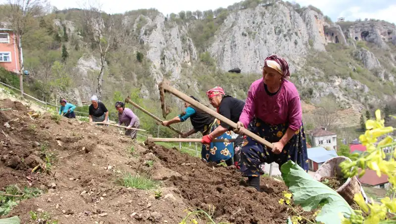 Zorlu Mesai Başlıyor: Sepetlerle Kazmaya Duran Çiftçilerin Mücadelesi