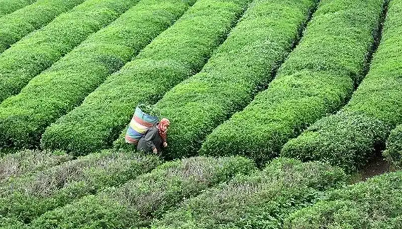 Bayramda ÇAYKUR'dan Yaş Çay Alımına Devam Müjdesi!