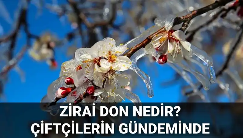Zirai Don Tehlikesi: Çiftçiler Ne Kadar Sarsılacak?