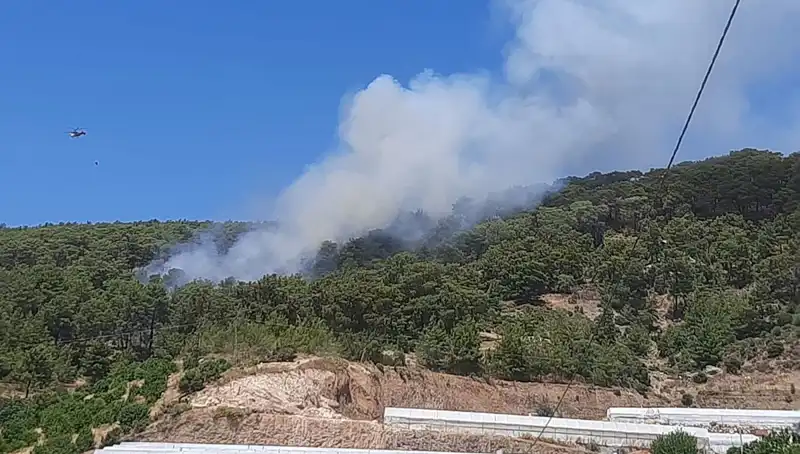 Kumluca'da Orman Yangını Paniğe Neden Oldu: Detaylar ve Gelişmeler