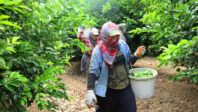 Markette Patates Fiyatları Yükselirken Yeni Hasat Umut Vadediyor