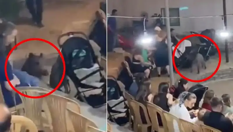 Yaban Domuzunun Düğün Davetine Katılması: Paniğe Neden Olan Olay