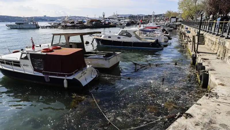İstanbul'da Müsilaj Kabusu Yeniden Ortaya Çıktı: Nedenleri ve Çözüm Yolları