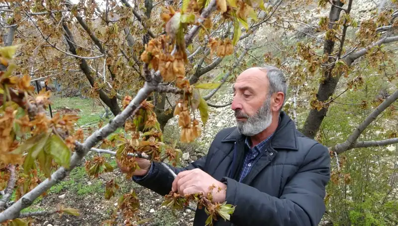 Zirai Don Faciası: Kiraz Üreticileri Büyük Kayıplar Yaşıyor