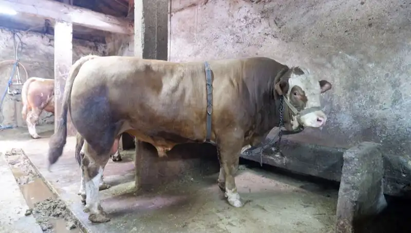 1 Ton 200 Kilo Eşsiz Ürün Satışa Çıktı, Fiyatı Şaşkınlık Yarattı!
