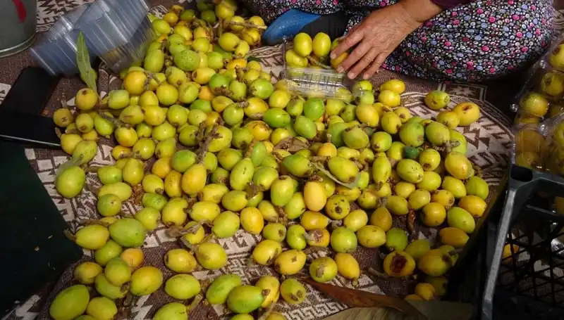 Muşmula Hasadı Başladı: Efsane Fiyatlarla Yeni Lezzetler Bizi Bekliyor!