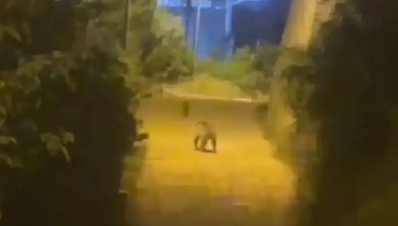 Gümüşhane Şehir Merkezine Ayrıca Bir Ayı İndi! Eşine Az Rastlanır Anlar