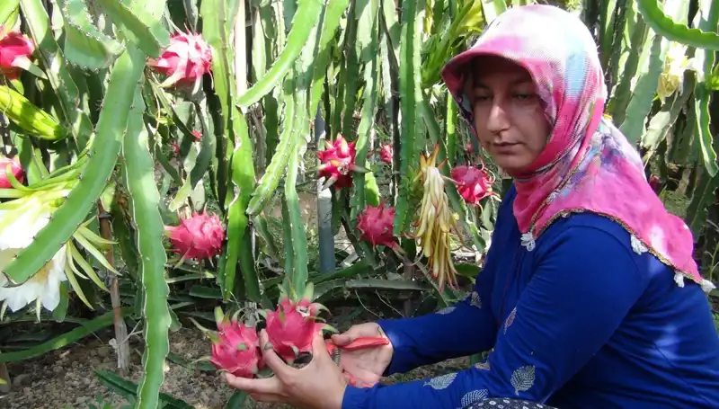 Emekli Olup Pitaya Üreterek Hayatını Değiştiren Adam: Kilosu 200 TL!