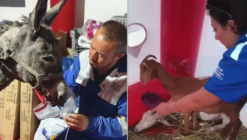 Yangın Felaketinde Eşeklere Oksijen Maskesiyle Hayat Kurtarma Operasyonu