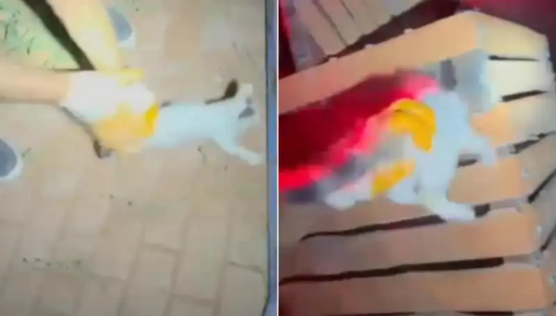 Gece Yarısı İtfaiye Ekipleri Tarafından Gerçekleştirilen İnanılmaz Kedi Kurtarma Operasyonu