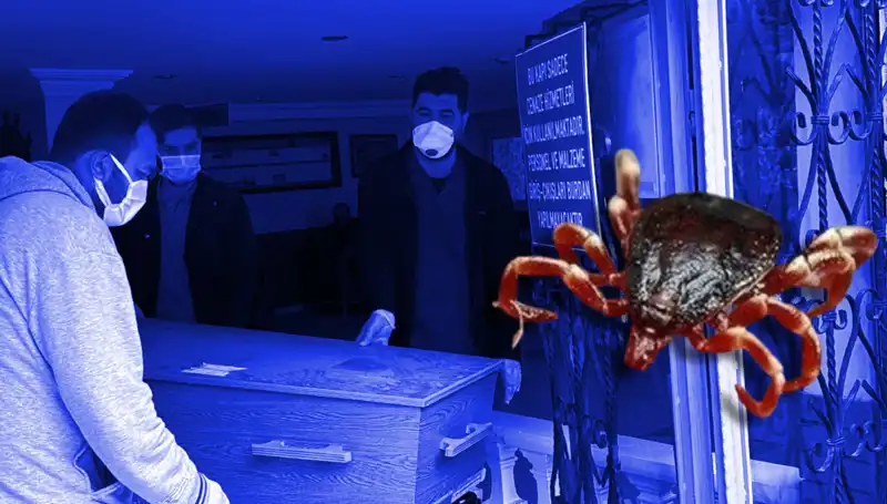 İstanbul’daki Keneler Zararsız mı? Son Araştırma Sonuçları Değiştiriyor