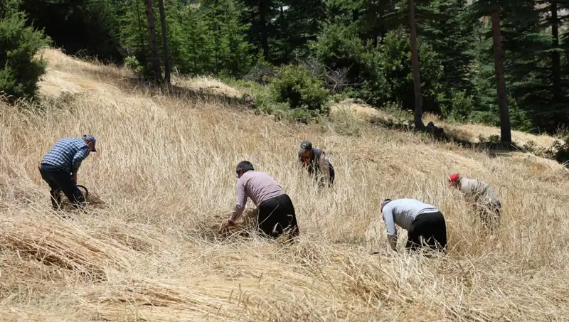 Teknolojinin Dışında Kalan Tarım Alanları: Ellik ve Orakla Hasat Sezonu Açıldı