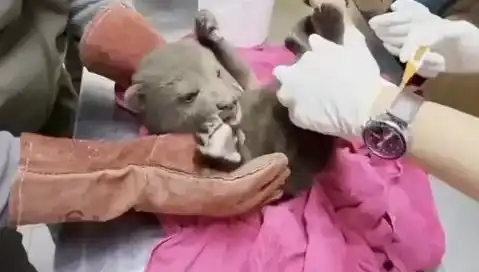 Karabük'te Yavru Bozayı Bulundu: Doğanın Koruyucuları İş Başında