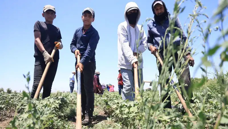 Yazın Ortasında Zorlu Çalışma Koşulları: 650 TL Yevmiyeye Karşı Sıcaklık Pahalıya Patladı