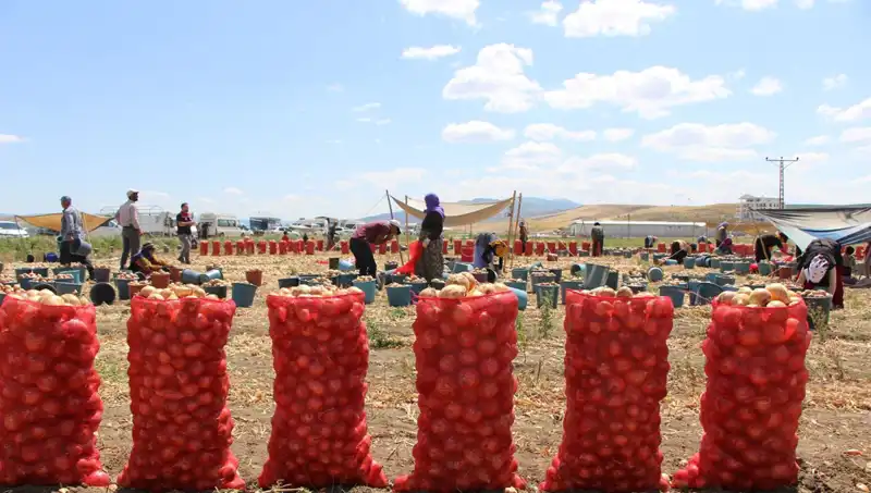 Amasya Elması, Avrupa ve Rusya Pazarlarına İhtişamla Açılıyor