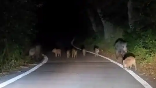 Elazığ'da Yola İnen Domuz Sürüsü Vatandaşları Şaşırttı!