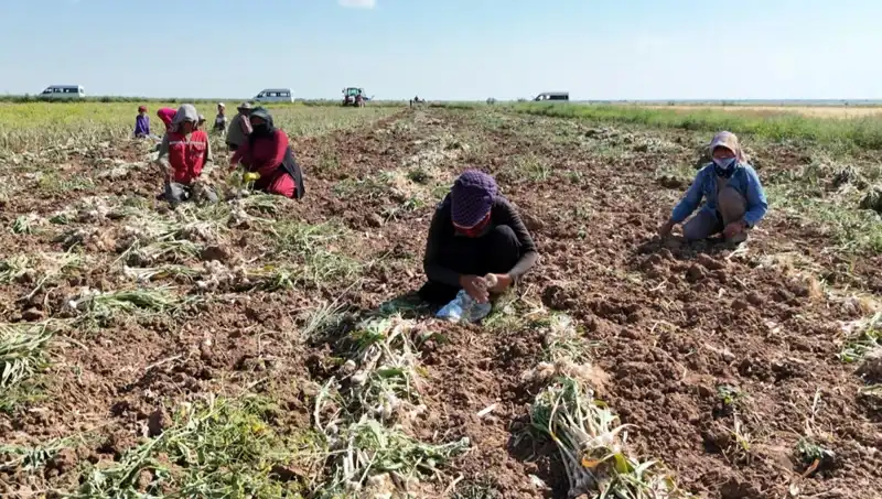 Rusya, Almanya ve İspanya'nın Antibiyotik Üretiminde Rekabet Dolu Hasat Dönemi