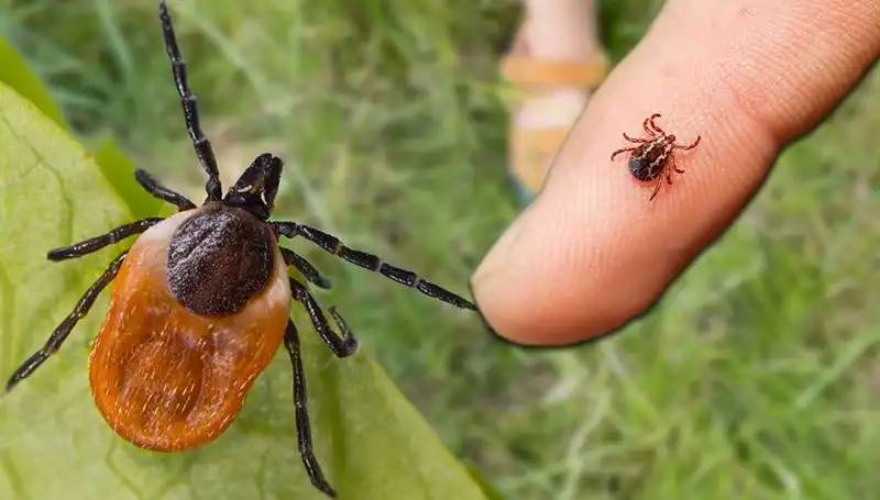 Kene Isırması Sonrası Hayati Önlemler: Bilinmesi Gereken Her Şey