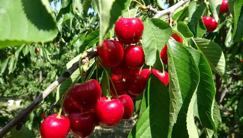 Çay Hasadında Rekor! Bu Yıl Çay Bardağına Sığmıyor