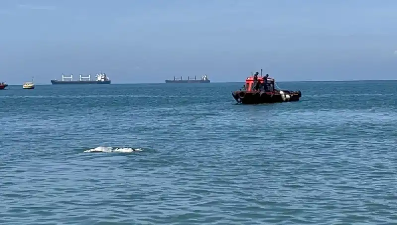 Denizin Ortasında Angus Şaşkınlığı: Hayvan Kayıtları ve Deniz Maceraları