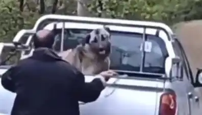 Trabzon'da Köpeğe Uygulanan Şiddet, Hayvanseverleri Sokağa Döktü