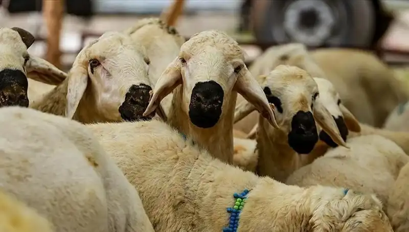 Kurban Bayramı’na Dair Tüm Bilgiler: 9 Günlük Tatil Olacak mı?