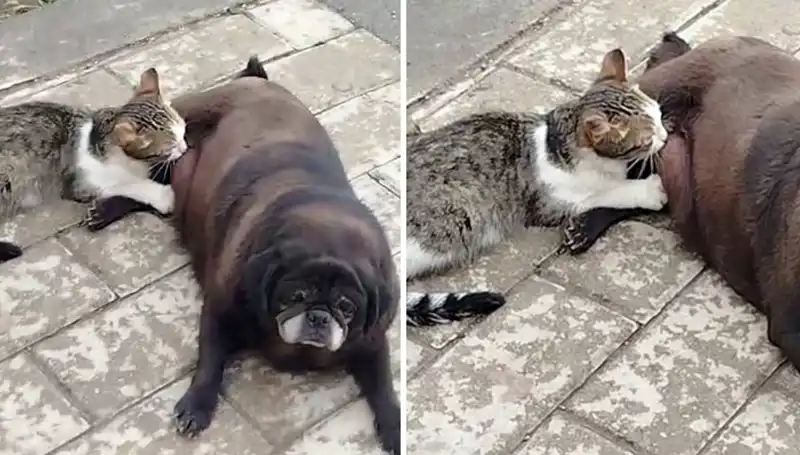Erzurum Sokaklarında Kedi Emziren Köpek: Doğanın Beklenmedik Anlarına Tanıklık Ettik