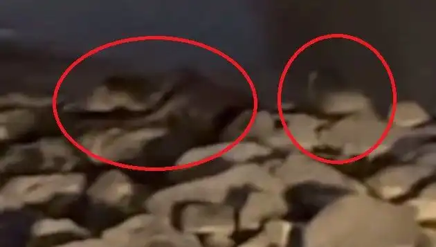 Diyarbakır'da Nesli Tükenmekte Olan Üç Canlı Türü Görüntülendi!