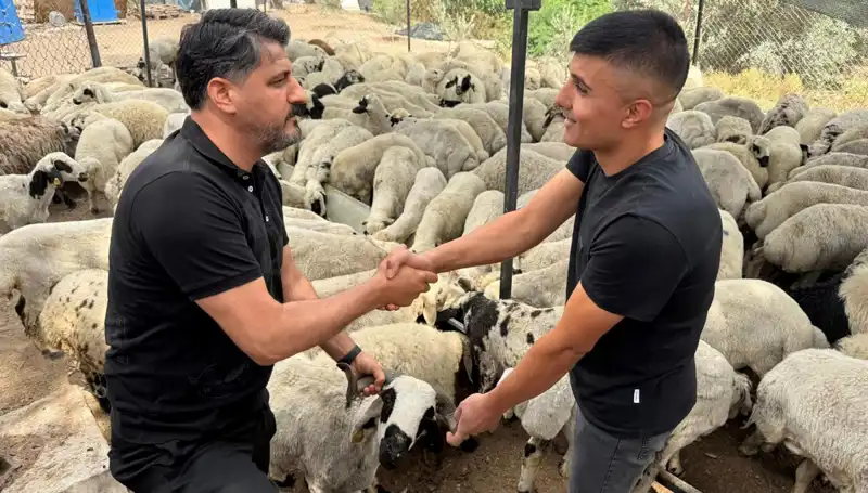 Kurbanlık Alırken Dikkat: Tuz ve Sumak Koyunları Şişkin Gösteriyor!