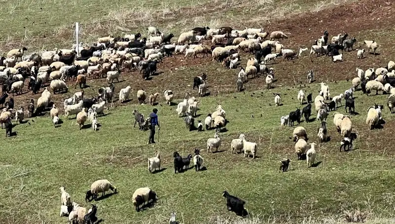 Türkiye'de Çoban Krizi: 70 Bin Lira Maaş Yetersiz Mi?
