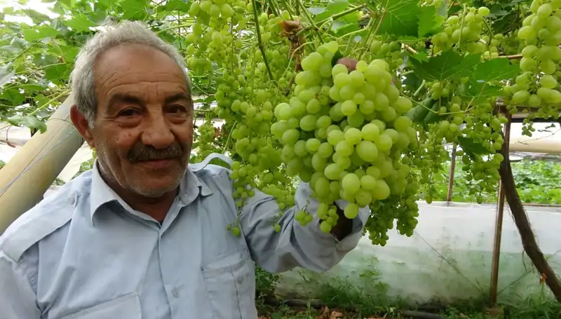 Zirai Don Olayı Meyve Fiyatlarını Düşürdü: İlk Ürünler 250 TL'ye Satılıyor