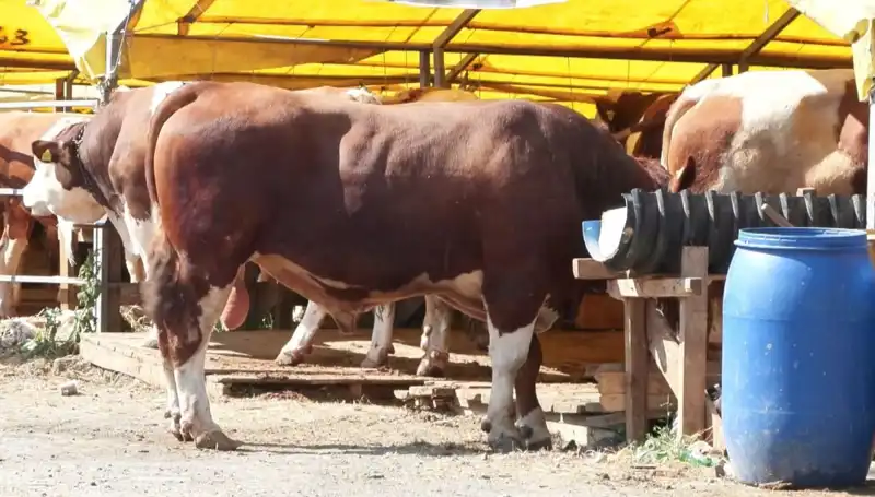 Kurban Pazarlarında Dikkat Çeken Hareketlilik! Fiyatlar Ne Durumda?
